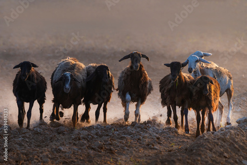 sheep and goats , livestock animals in Punjab  © Tariq