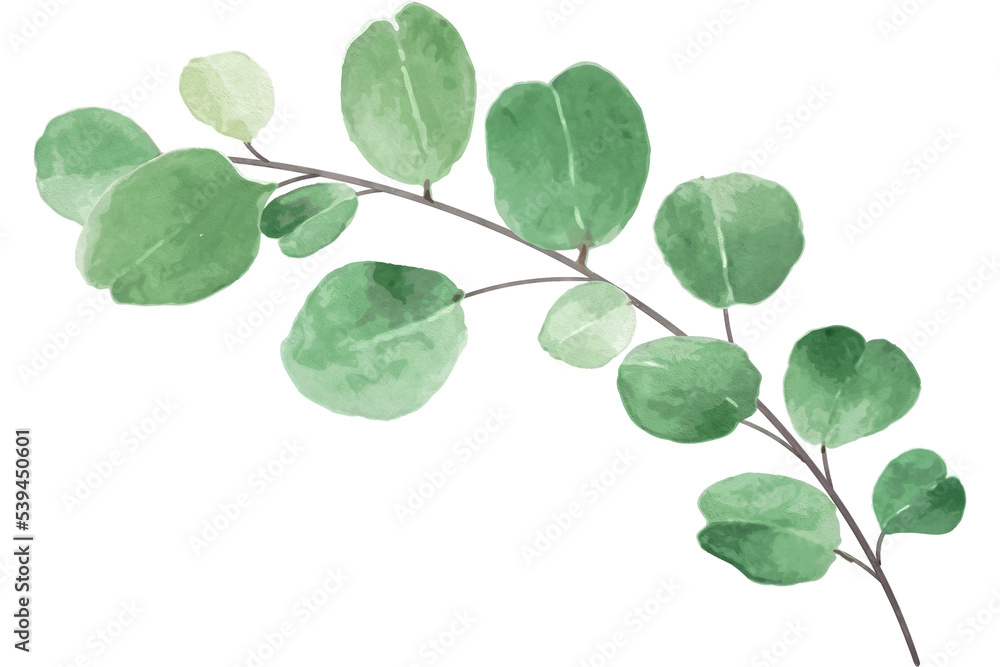 Eucalyptus Leaf Watercolor Style