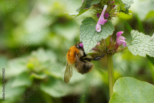 A bumblebee sits on a plant in the park photo