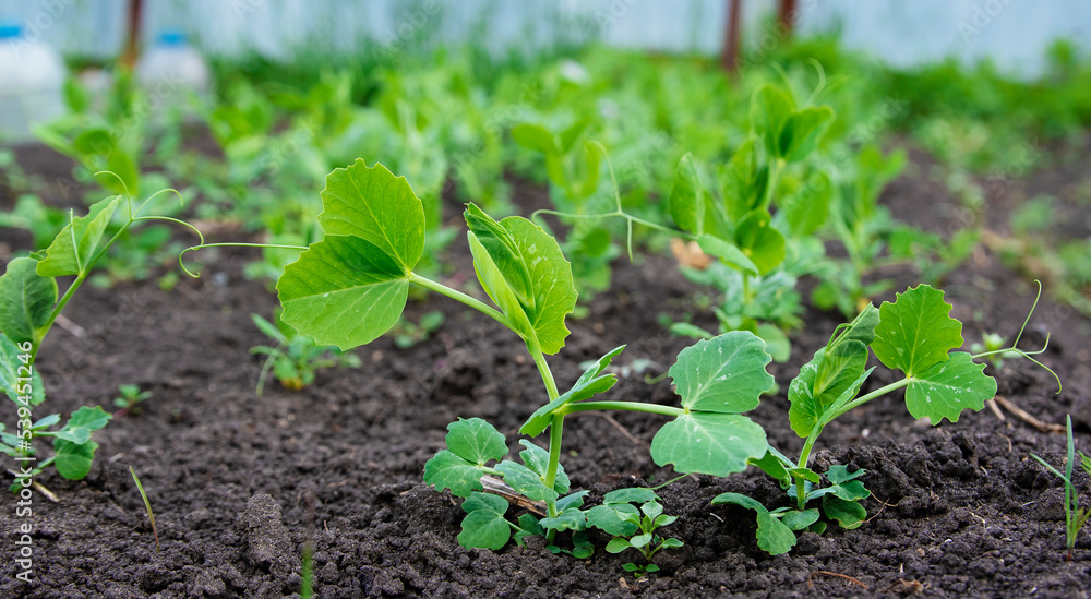 Green shoots of peas in the garden. Vegetable pea in the field. Cultivation Green shoots of peas in the garden. Vegetable pea in the field. Cultivation
