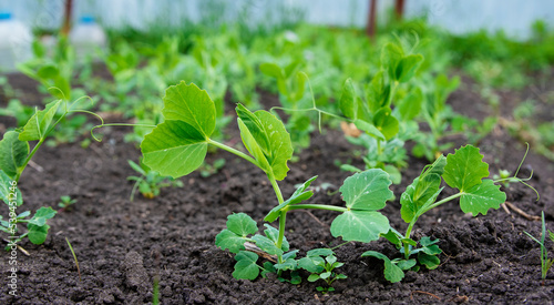 Green shoots of peas in the garden. Vegetable pea in the field. Cultivation