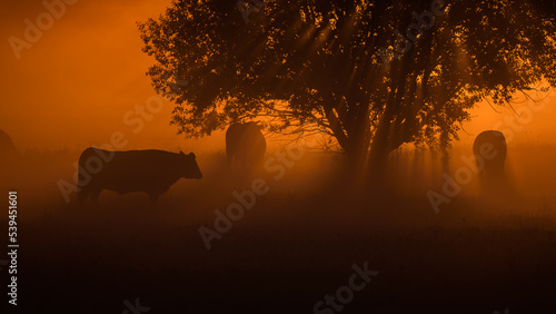 SUNRISE - A herd of cows stands in the pasture under the trees 