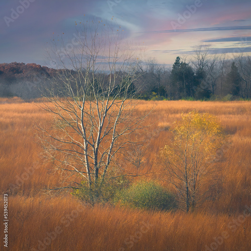early autumn with golden grass