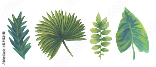 Leaves of tropical plants. Hand-drawn. Gouache