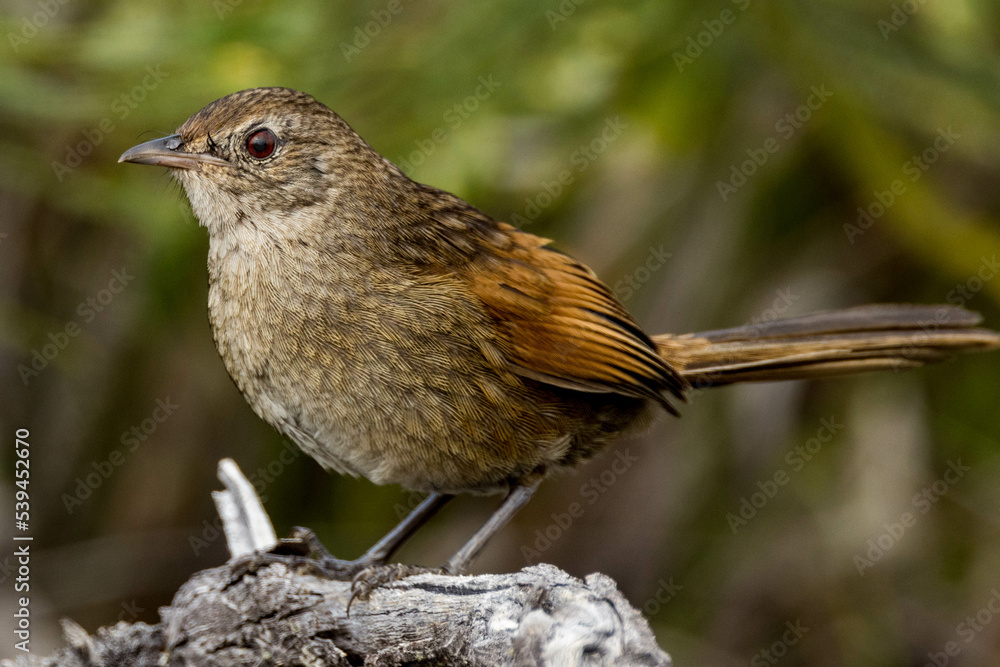 Naklejka premium Western Bristlebird in Western Australia