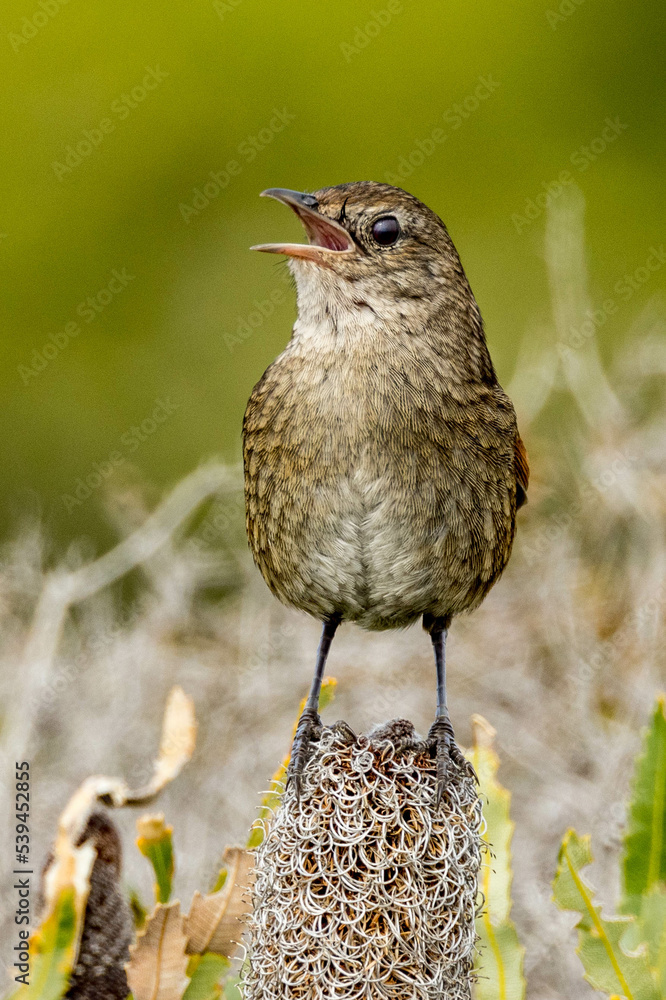 Naklejka premium Western Bristlebird in Western Australia