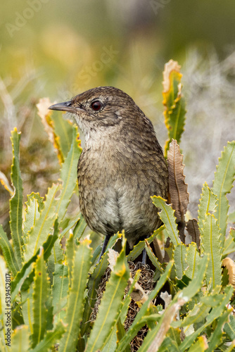 Western Bristlebird in Western Australia photo