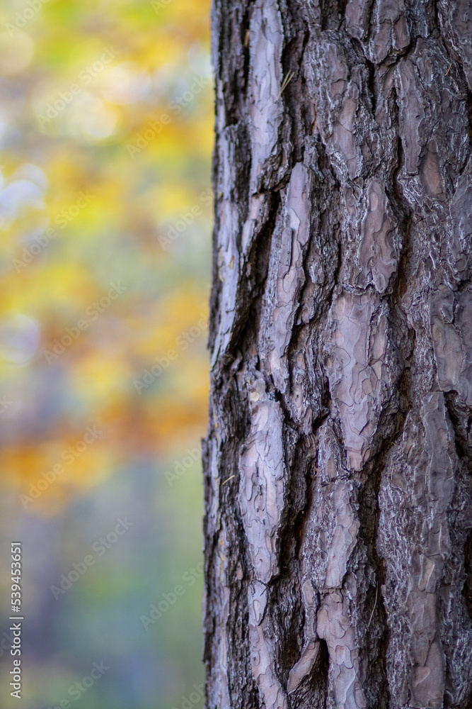 Obraz premium Kora drzewa