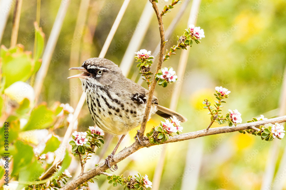Fototapeta premium White-browed Scrubwren in Western Australia