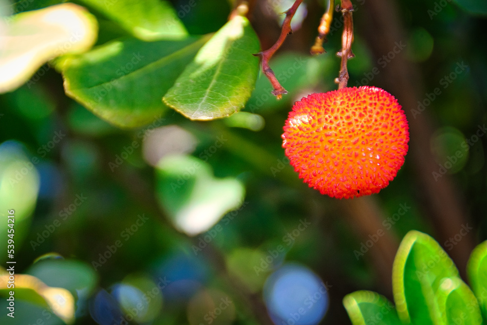 Close-up of strawberry tree fruit and leaves. Close-up of strawberry tree fruit and leaves.