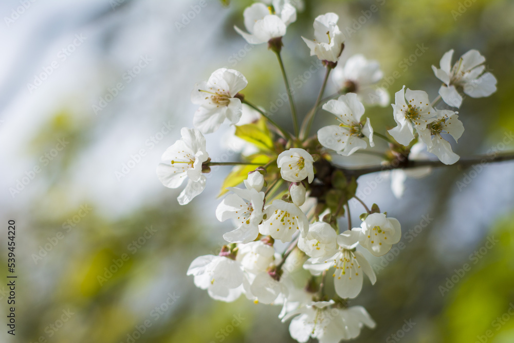 tree blossom