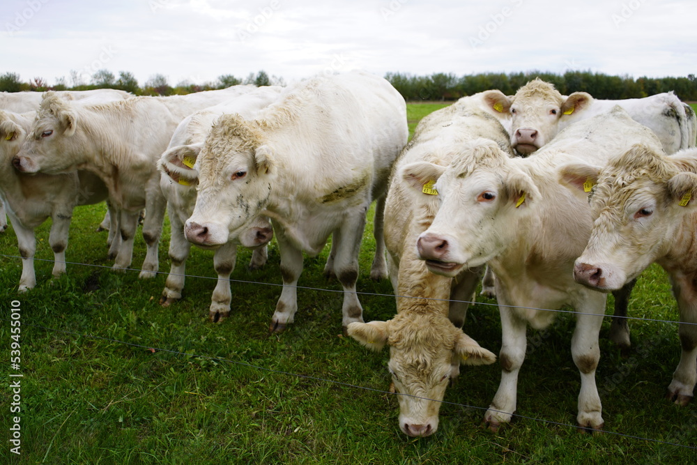 Charolais cows in a pasture, Bavaria - Germany 2022 Charolais cows in a pasture, Bavaria - Germany 2022