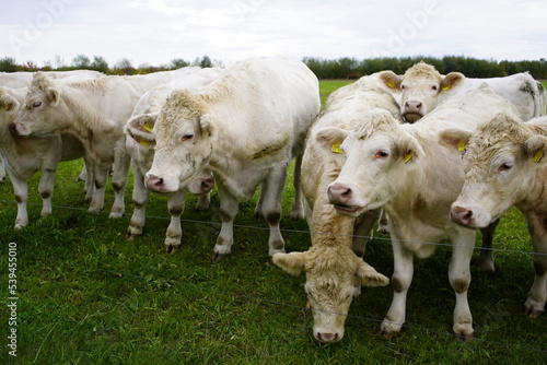 Charolais cows in a pasture, Bavaria - Germany 2022 © guentermanaus