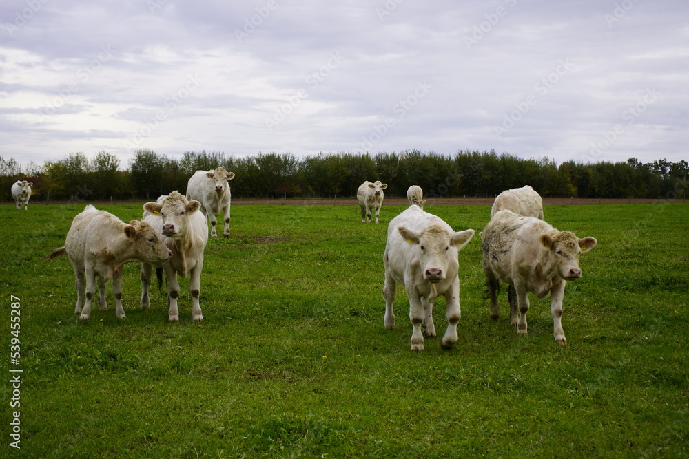 Charolais cows in a pasture, Bavaria - Germany 2022 Charolais cows in a pasture, Bavaria - Germany 2022