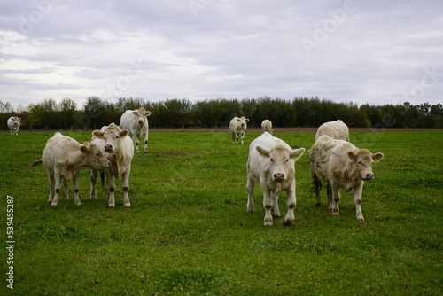 Charolais cows in a pasture, Bavaria - Germany 2022