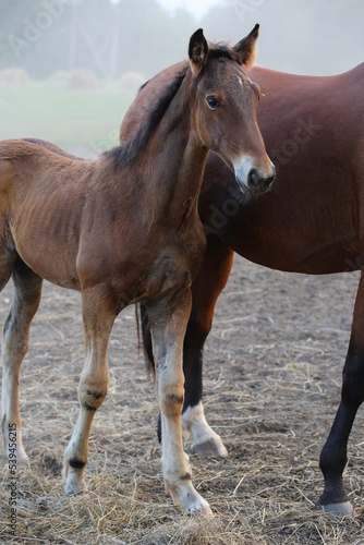 Portrait of a foal in a pasture