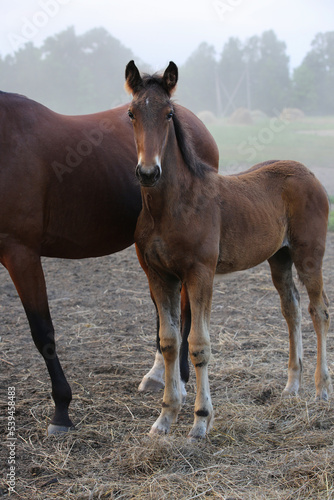 Portrait of a foal in a pasture