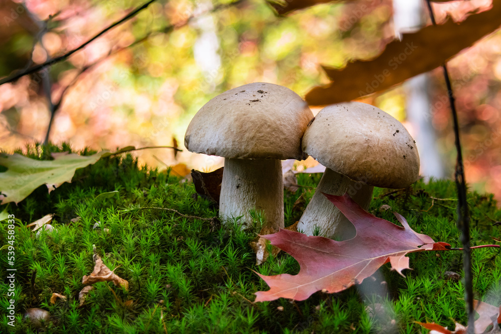 Boletus mushroom porcini growing in a moss and grass close up in forest of Ukraine Boletus mushroom porcini growing in a moss and grass close up in forest of Ukraine