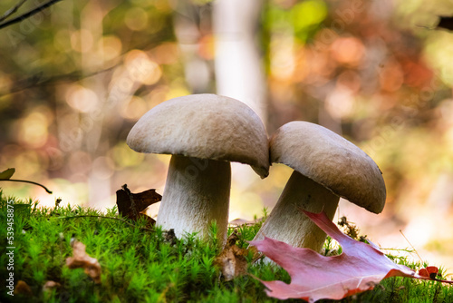 Boletus mushroom porcini growing in a moss and grass close up in forest of Ukraine