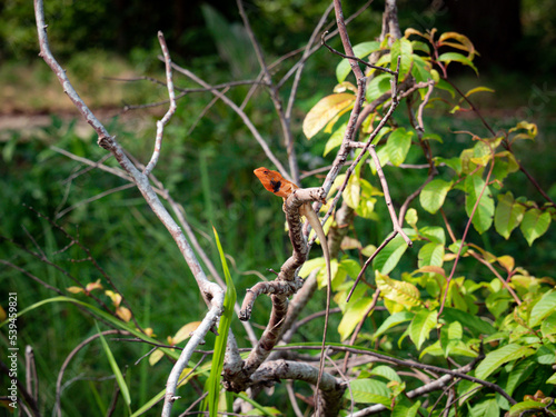 A red-headed chameleon perched on a branch