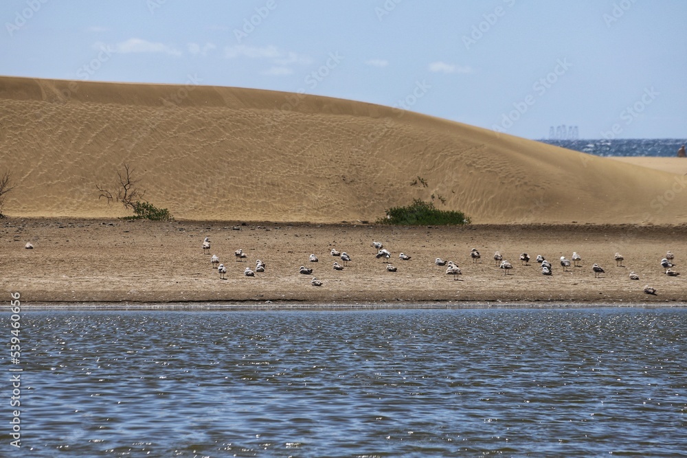 Dunas de Maspalomas. The nature reserve La Charca de Maspalomas, Gran Canaria. Dunas de Maspalomas. The nature reserve La Charca de Maspalomas, Gran Canaria.
