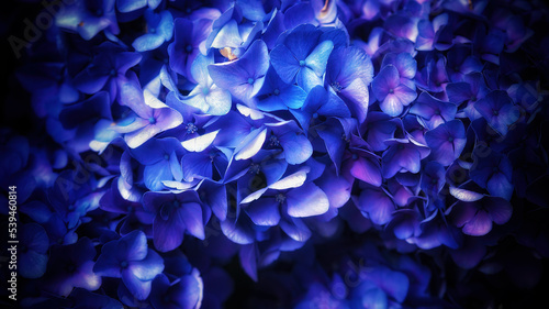 french hydrangea and dark background. blue hydrangea or hydrangea macrophylla or hortensia flowers from sapporo hokkaido japan. colorful hydrangeas. macro depth of field for soft focus blurry feel.