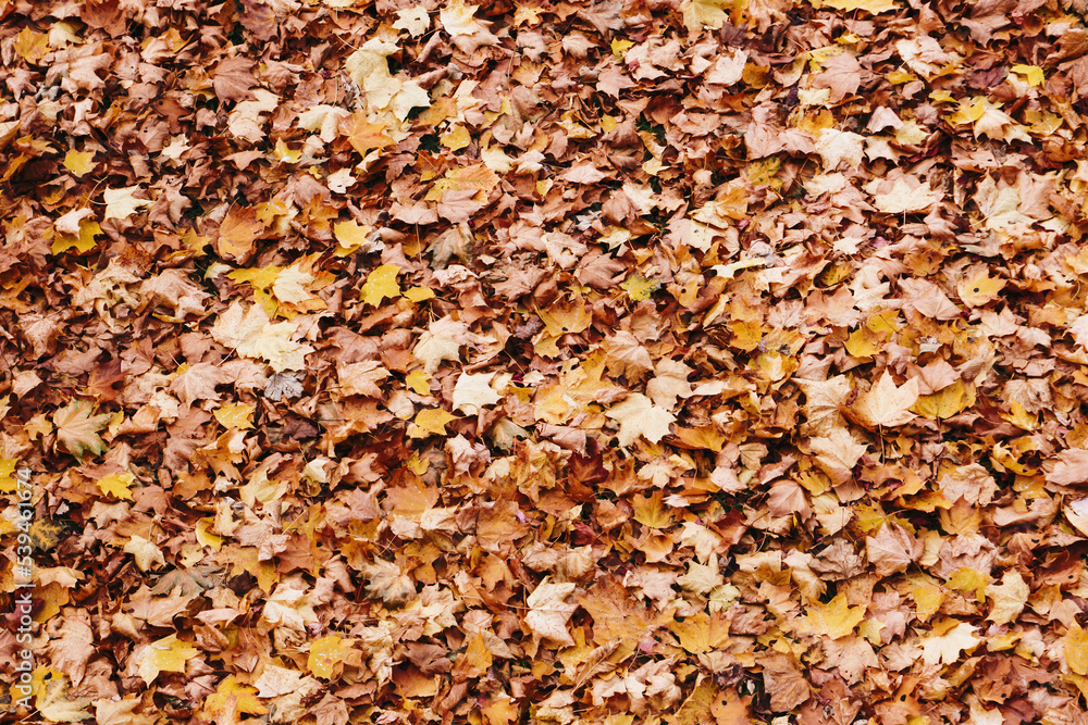 Autumn forest ground background. Golden yellow leaves on the ground. Fall season path in a park texture. Dry vibrant leaf organic landscape. Orange earth backdrop. Autumn forest ground background. Golden yellow leaves on the ground. Fall season path in a park texture. Dry vibrant leaf organic landscape. Orange earth backdrop.