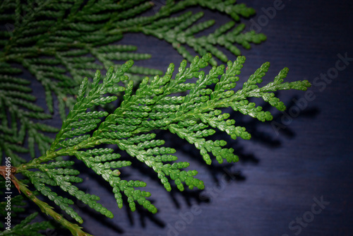 Christmas celebration concept frame with thuja on the dark blue wooden background. 