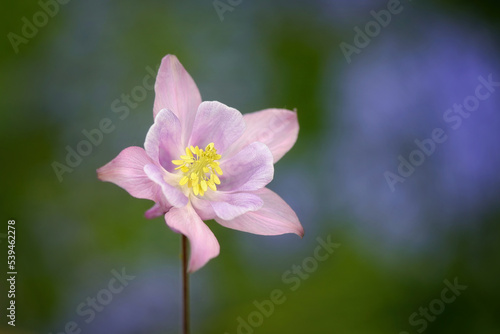 Aquilegia caerulea, columbine plant. Purple white flowers with small buds and leaves , close Up. Blurred natural green background, copy space.