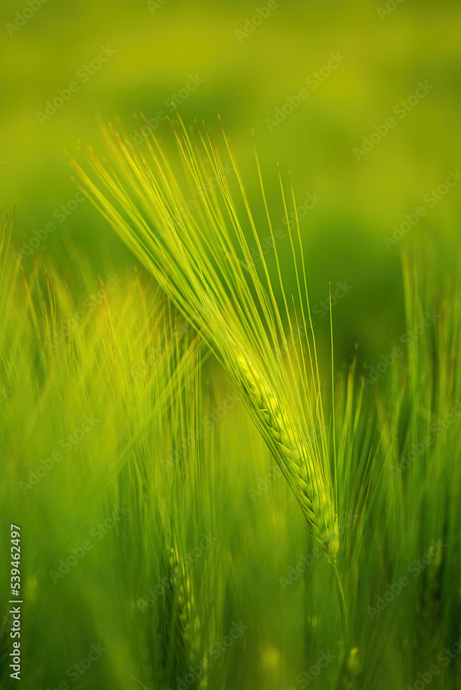 Barley at sunset Barley is used for flour. Barley Bread Barley beer, whiskey, some vodka and animal feed Barley at sunset Barley is used for flour. Barley Bread Barley beer, whiskey, some vodka and animal feed