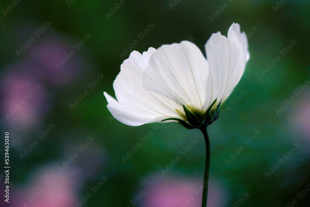 Cosmos flower (Cosmos Bipinnatus) with blurred background cosmos flower blooming cosmos flower field with blue sky, beautiful vivid natural summer garden outdoor park image. Cosmos flower (Cosmos Bipinnatus) with blurred background cosmos flower blooming cosmos flower field with blue sky, beautiful vivid natural summer garden outdoor park image.