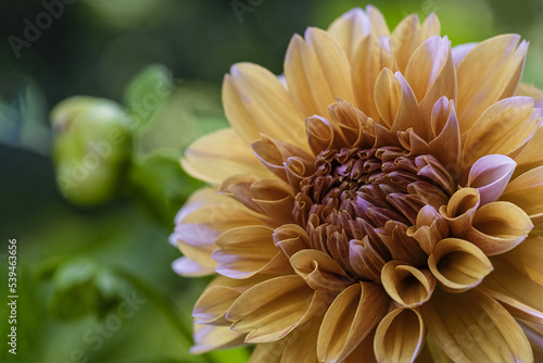 Red, white, yellow dahlia colorful background. View of multicolored dahlia flowers. Beautiful dahlia flowers on green background. Summer flowers are a genus of plants in the sunflower family Asteracea