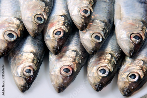 Several small silver fish, herrings with heads together on a white plate