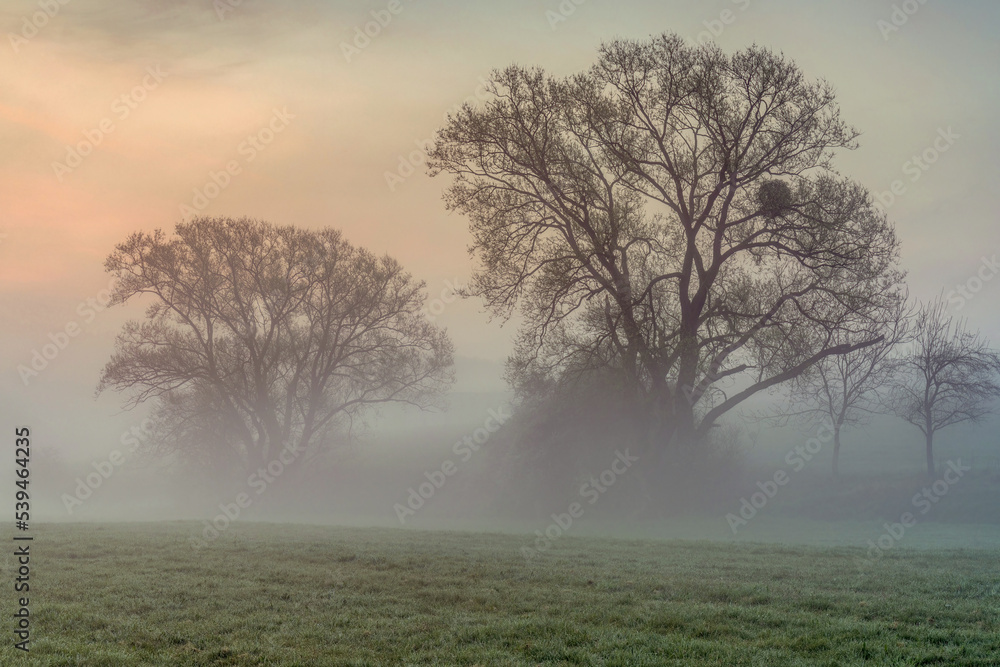 Morning sun shine through tree on blossom meadow Bright sunbeams  green grass on field Colorful spring sunrise over meadow Sun rays illuminate morning misty landscape through the branches of a tree