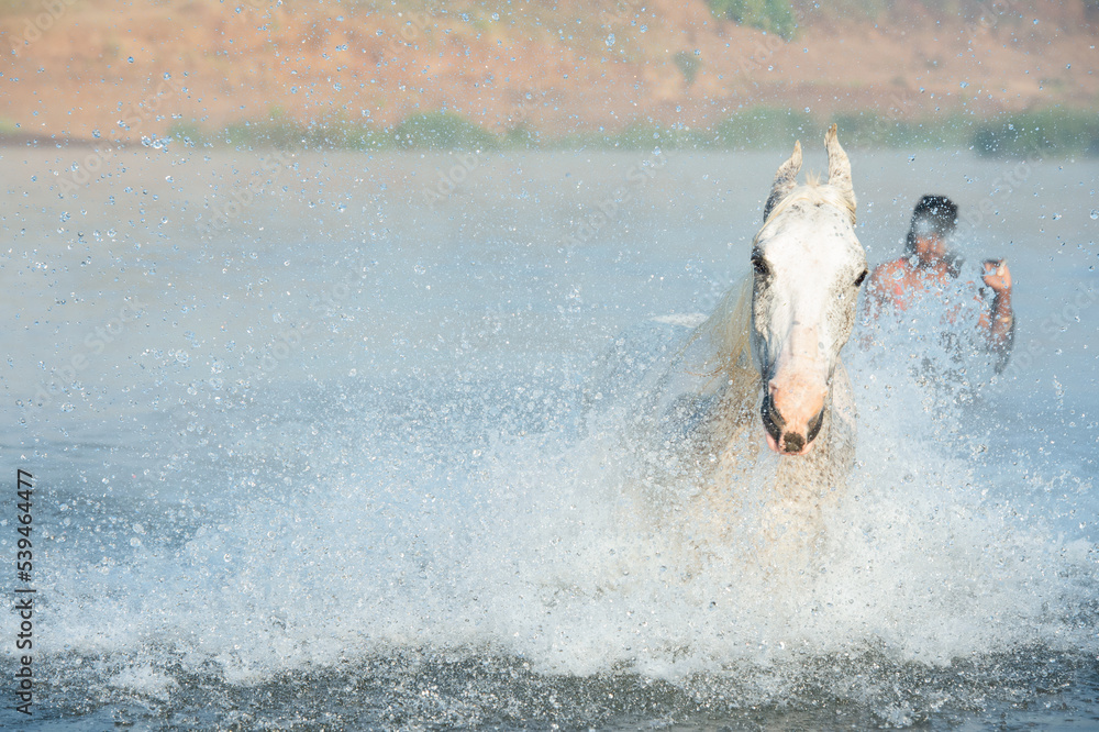 Naklejka premium white Marwari horse running forward in river at early morning in frog with indian staff man behind. india. close up