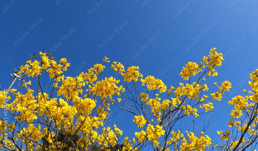 beautiful yellow plants from the top of the tree under the blue sky. nature image with blue and yellow. beautiful colors of nature. beautiful yellow plants from the top of the tree under the blue sky. nature image with blue and yellow. beautiful colors of nature.