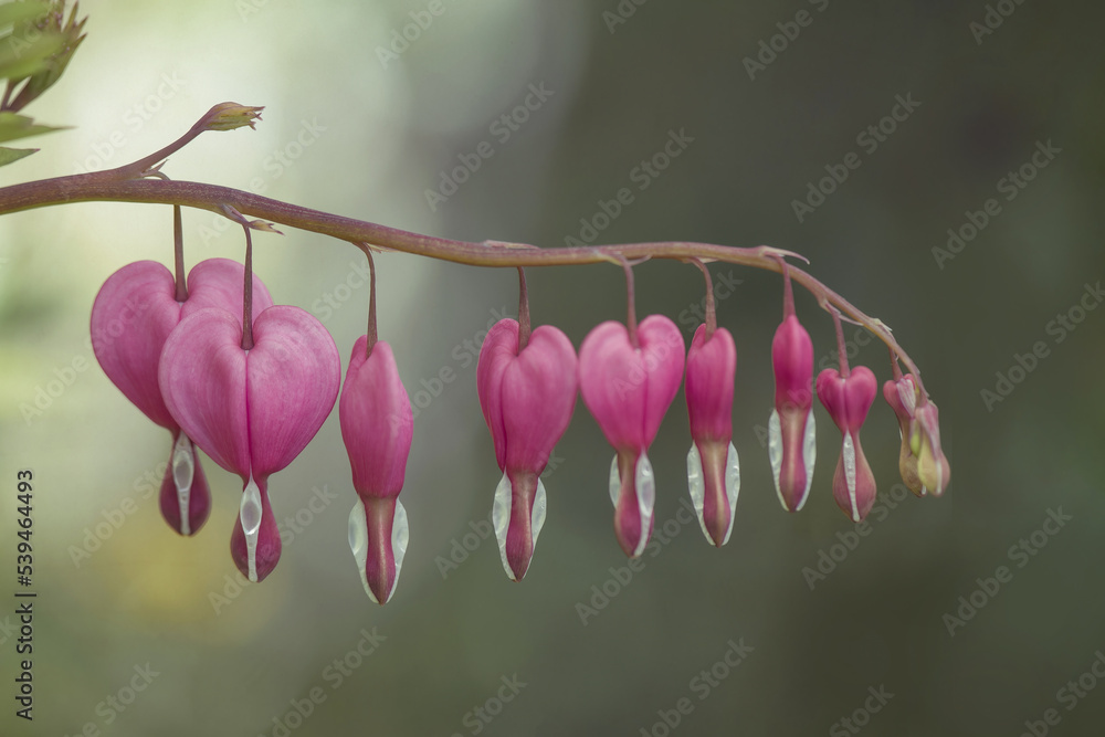Fototapeta premium Dicentra spectabilis bleeding heart flowers in hearts shapes in bloom, beautiful Lamprocapnos pink white flowering plant in the garden