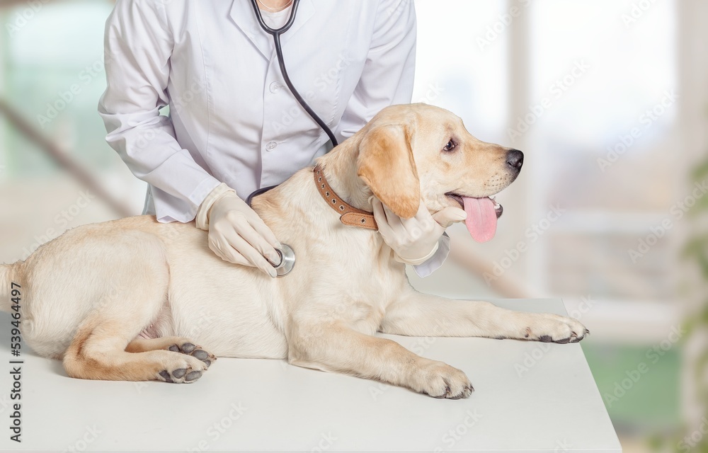 Young veterinarian doctor holding cute puppy on clinic background
