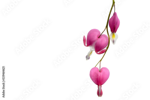Dicentra spectabilis bleeding heart flowers in hearts shapes in bloom, beautiful Lamprocapnos pink white flowering plant in the garden