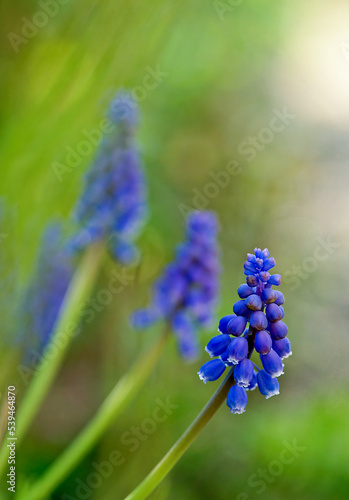 Muscari. Bell-shaped blue flowers  with a white fringe  of Muscari armeniacum surrounded by green basal leaves  close up. Known as Armenian grape hyacinth or garden grape-hyacinth  Asparagaceae..