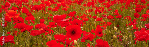 Poppy Fields Showing Bright Red Flowers for remembrance armistice Flanders Field in WW1 peace and hope symbol help for heroes