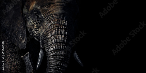Photography Close-up moody portrait with dramatic light and shadow showing texture and detail of a Sri Lankan elephant (Elephas maximus maximus) trunk in the jungle of Udawalawe National Park, Sri Lanka