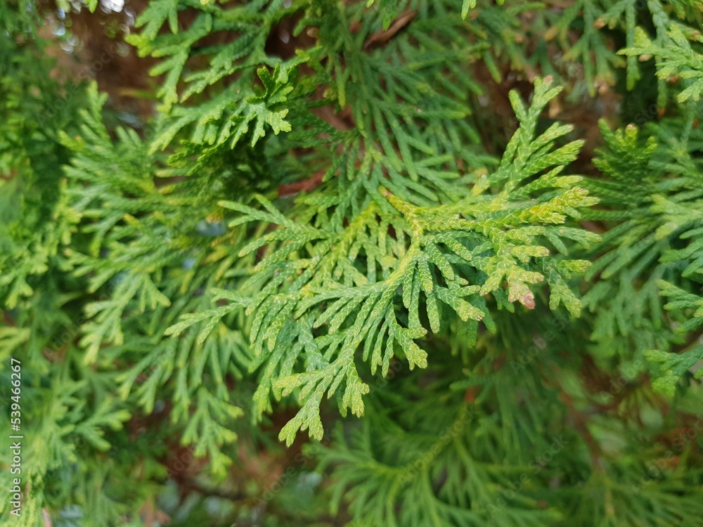 Green soft needles of juniper on the branch Green soft needles of juniper on the branch