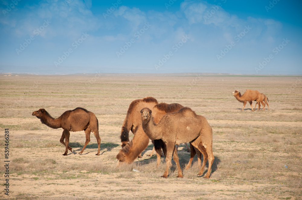 Fototapeta premium Camels on the way are looking for fresh grass to eat, graze in the steppes, heat, drought, Kazakhstani steppes.