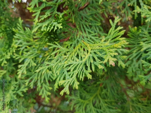 Green soft needles of juniper on the branch