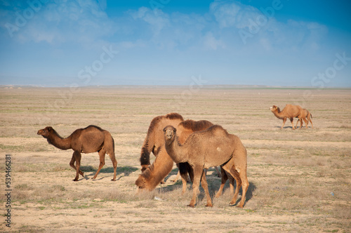 Camels on the way are looking for fresh grass to eat, graze in the steppes, heat, drought, Kazakhstani steppes. © Vera