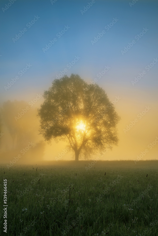 Morning sun shine through tree on blossom meadow Bright sunbeams green grass on field Colorful spring sunrise over meadow Sun rays illuminate morning misty landscape through the branches of a tree.