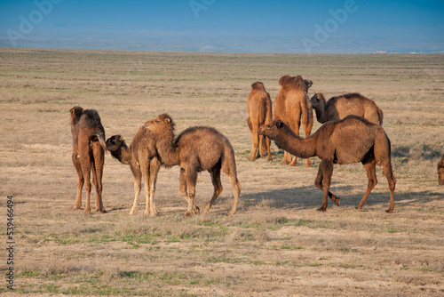 Camels on the way are looking for fresh grass to eat  graze in the steppes  heat  drought  Kazakhstani steppes.