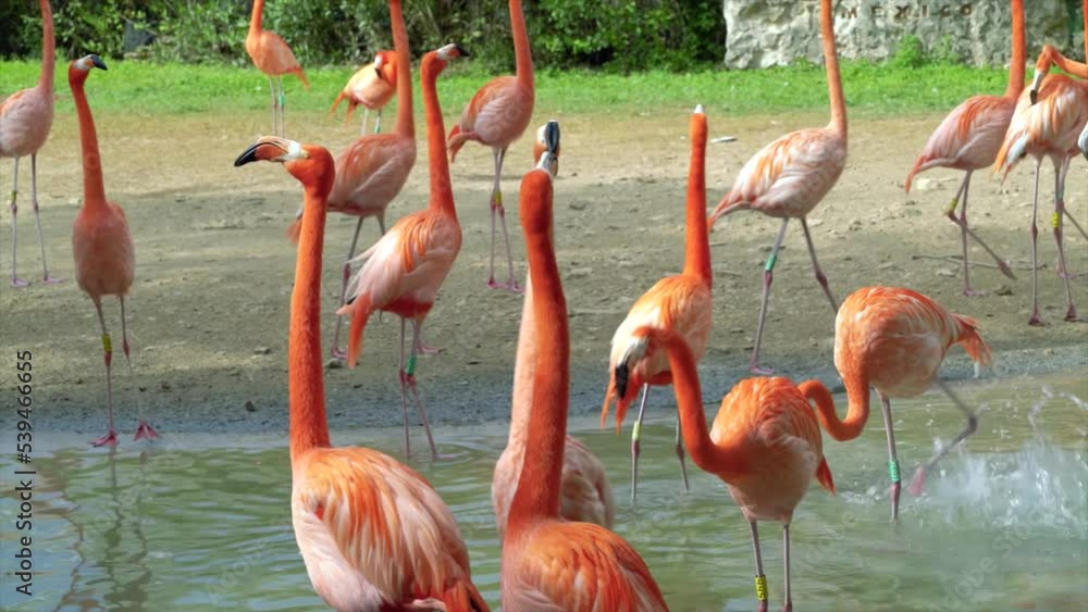 A flock of swarming pink flamingos in the zoo. A flock of swarming pink flamingos in the zoo.