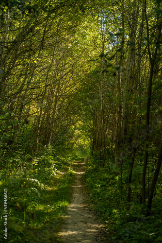 Fototapeta Naklejka Na Ścianę i Meble -  Narrow path in the forest between the trees. Path trodden in the wilderness.